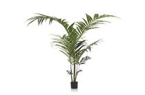 Coco Maison Kentia palm plant H210cm 
